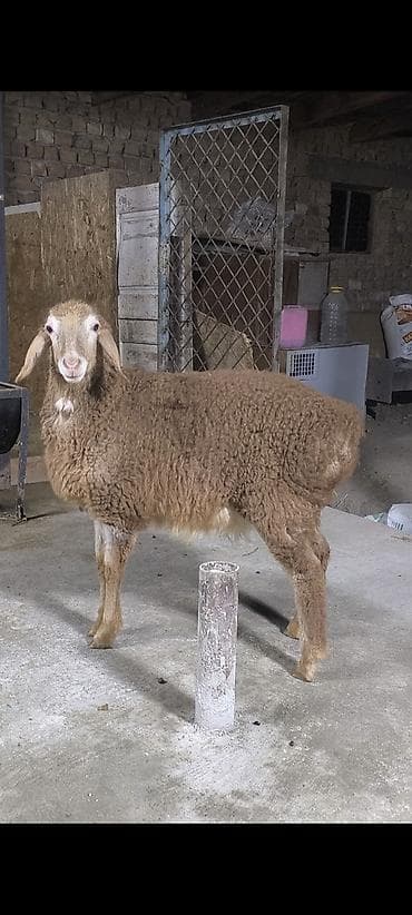 Продаю | Овца (самка) | Для разведения | Матка