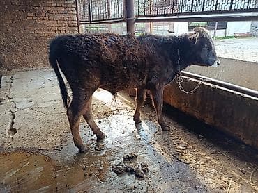 птицы бишкека: Продаю | Бык (самец) | На откорм | Привязанные — 3