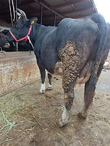 годовалые телки: Продаю | Корова (самка) | Голштин | Для разведения, Для молока | Племенные, После отела, Искусственник — 9