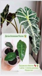 продажа комнатных цветов: РАСПРОДАЖА 🔥🔥🔥🔥 Продаю комнатные растения, цветы . Цены Разные❗🪴 — 1