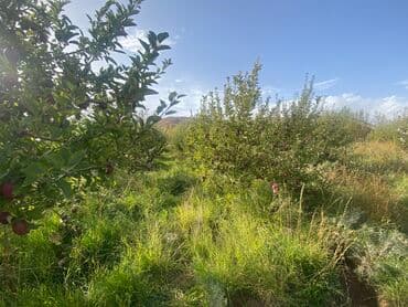 Үйдү ижарага алам: Үй, 80 кв. м, 3 бөлмө, Менчик ээси, Косметикалык оңдоо — 12