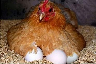 ящики для цыплят: Продаю | Куры | Домашняя | Несушки — 1