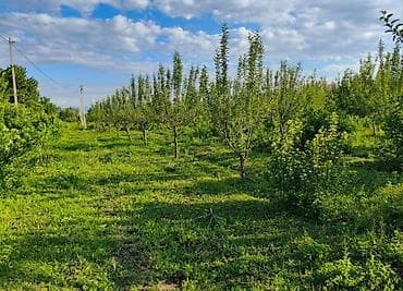 бизнес работа: Плодовый сад/участок под садоводство - Ухоженные ряды молодых — 3
