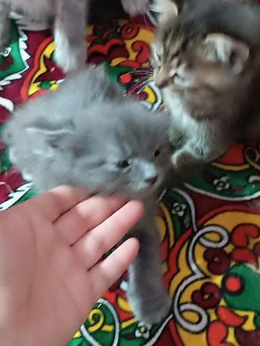 тигры: Котята домашние, разного окраса и шерстности. Описание: - Возраст — 2