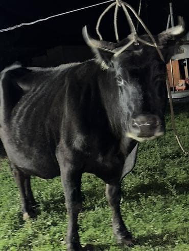 кормы для рыбы: Продаю | Корова (самка) | Для молока | Привязанные — 2