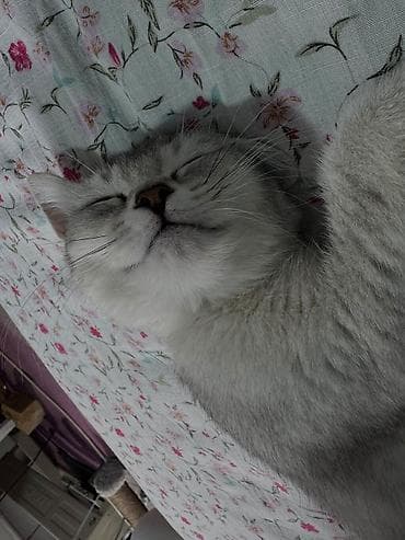 Животные: Скотиш Страйт (Шотландская прямоухая), 3 месяца, Девочка, Приучена к лотку — 4