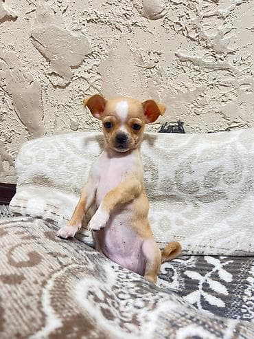 Вязка собак: Чихуахуа щенок, гладкошёрстная мини. Родословный . Привит - Окрас — 3