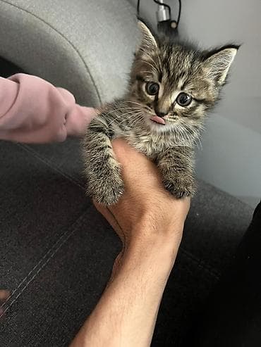 маленькие котята: Котёнок тигрового окраса - Порода: домашняя короткошёрстная, окрас — — 3