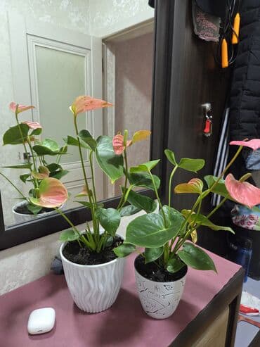 штрих: Аглаонема «Ред/Рот» в декоративных горшках - Яркое комнатное растение — 5