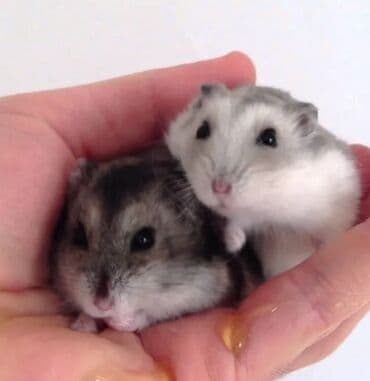 домик для хомяков: Джунгарские хомячки. Так же есть клетки и опилки — 1