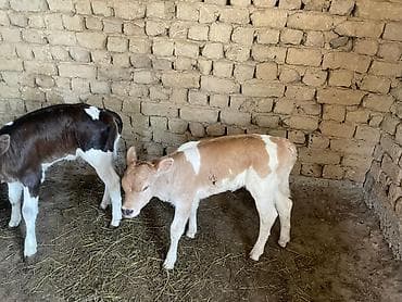 продаю пластиковые ящики: Продаю | Музоо, торпок | На откорм — 9