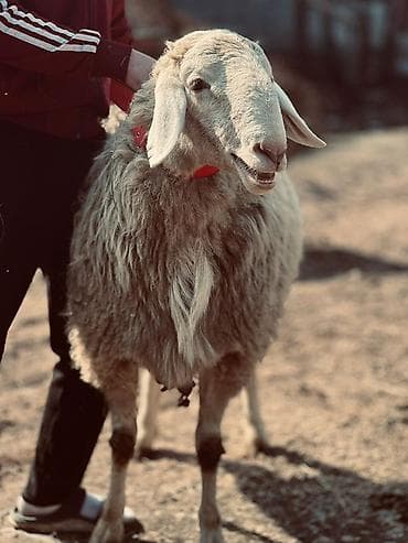 Лошади, кони: Продаю | Баран (самец) | Арашан — 3