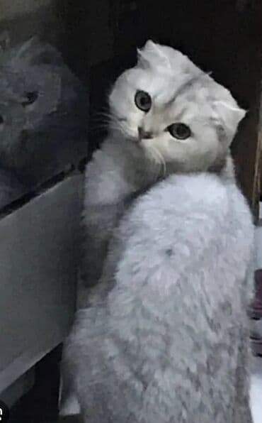 кошки без шерсти: Скотиш Фолд (Шотландская вислоухая), 1 год, Девочка, Белый, Приучена к лотку, Проглистована — 2