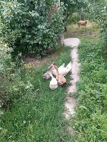 голуби птицы животные: Мускусные утки (индоутки), семейка. Описание: - На фото — взрослые — 2