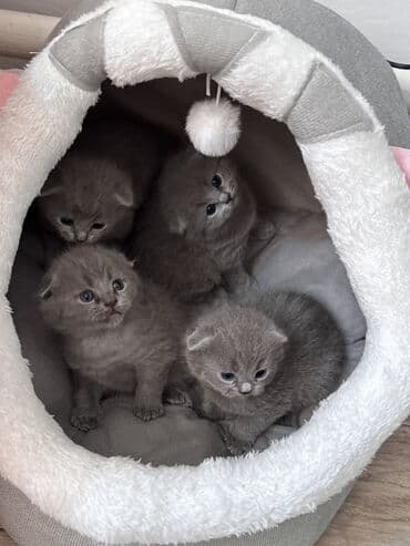 русская голубая длинношерстная кошка: Котята скоттиш-фолд. возраст 1,5 месяца. 3 мальчика, 1 девочка. к — 3