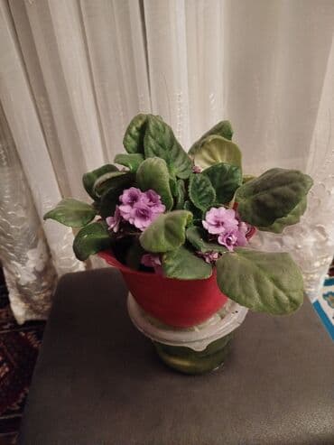 газонная трава цена за 1 кг бишкек: Сенполии (фиалки узамбарские) — коллекция домашних сортов в горшках — 4