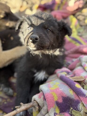 сколько стоит акита ину: Пристраиваем щенков в хорошие добрые руки. Мама крупная дворняжка — 14