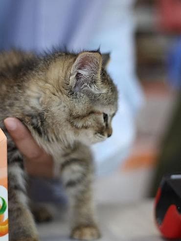 черепаховая кошка: Кошка даром: Сибирская, 2 месяца, Мальчик — 3