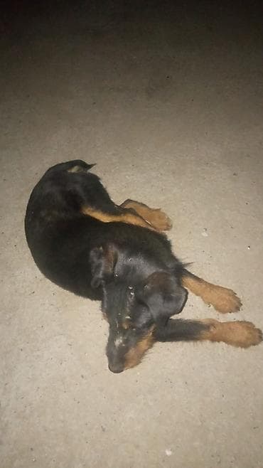 пиявка бишкек: Ягтерьер жоголду 11 айлык эркек коргон билгендер кабарлап койгулачы — 1