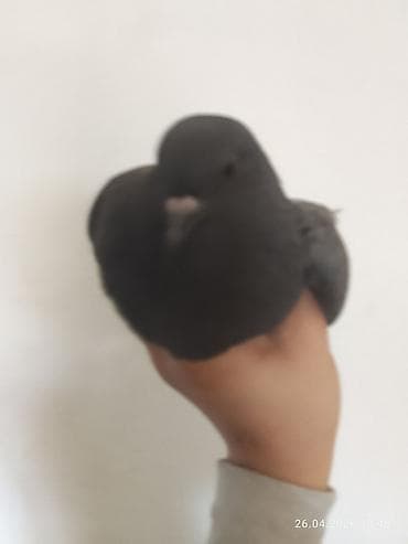 золотой ворон: Почтовый голубь (темно-серый окрас) - Порода: домашний голубь — 1