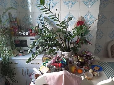 деревия: Замиокулькас (долларовое дерево) в кашпо - Крупное комнатное растение — 5