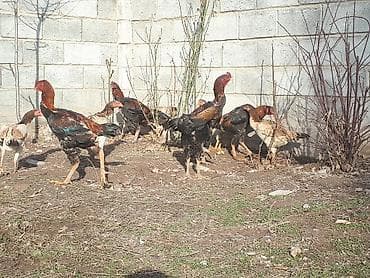 цыплята бролера: Продаю | Петух | Бойцовая | Для боев — 4