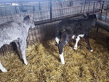 кролик мини лоп: Продаю | Тёлка | Голштин, Швицкая | На откорм, Для разведения, Для молока | Искусственник — 6