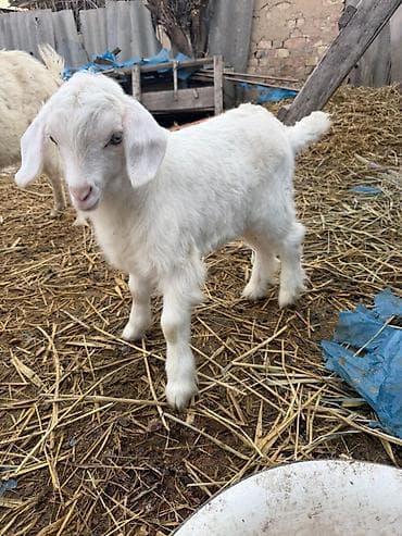 Аквариумдар: Сатам | Улак | Көбөйтүү үчүн | Асыл тукумдуу — 1