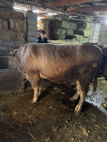 продам щенка овчарки: Продаю | Бык (самец) | Симментальская | На откорм | Племенные — 7