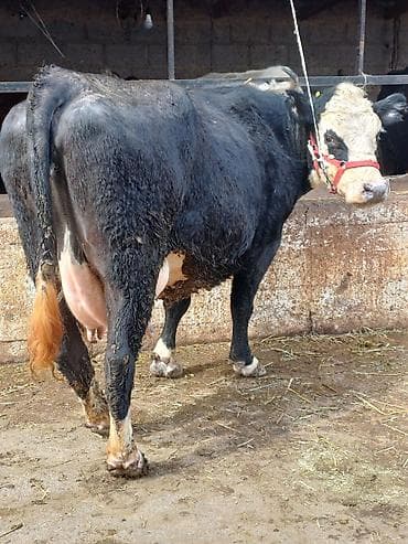 Животные: Продаю | Корова (самка) | Для молока | Привязанные — 6