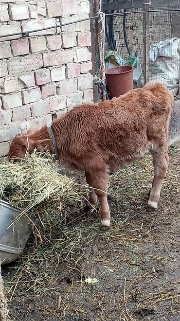 улуу тоо: Сатам | Бука (эркек) — 4