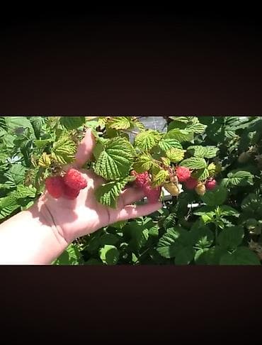 картошка ривьера: Малина (ремонтантная, крупноплодная) - Ягоды крупные, выровненные — 1