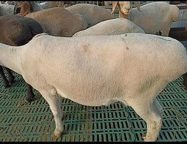 Продаю | Овца (самка), Ягненок, Баран (самец) | Полукровка, Меринос, Арашан | На забой