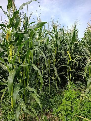 ферма центр: Продается кукуруза 🌽 сорт местный в перемешку с пионером поле — 3