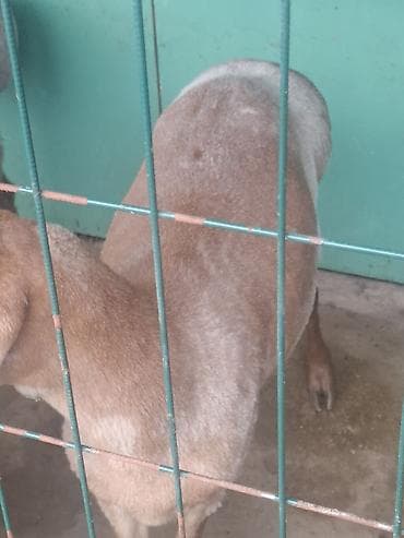 курица для шаурмы: Семиз Койлор сатылат Таза багылган ! — 8