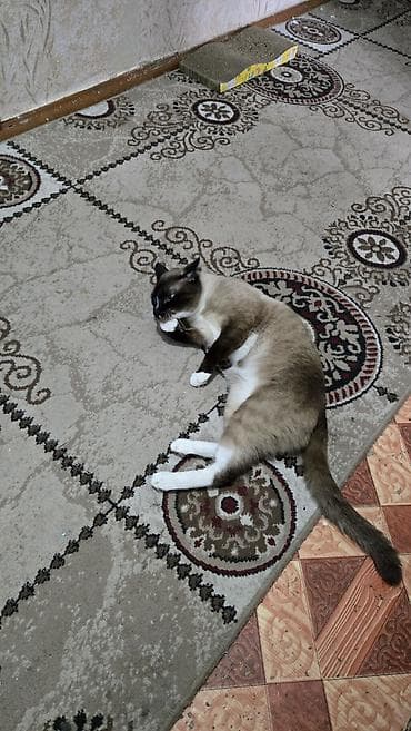 куда можно отдать кошку: Кошка даром: Сиамская, 2 года, Мальчик — 5
