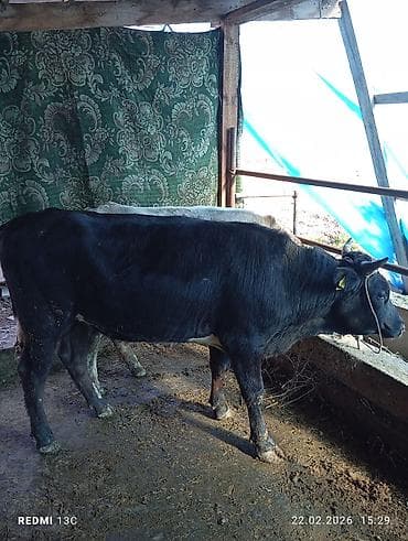 быки породистые: Продаю | Бык (самец) | На откорм | Племенные — 2