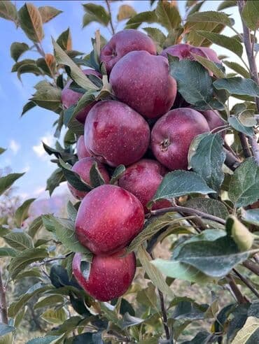 бльярдный стол: Яблоки Оптом — 1