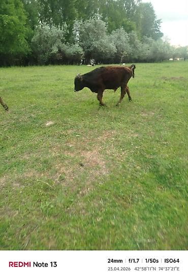 я ищу карова: Продаю | Бык (самец) — 6