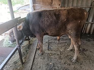 шатланская вислоухая кошка: Продаю | Бык (самец) | На откорм | Привязанные — 1