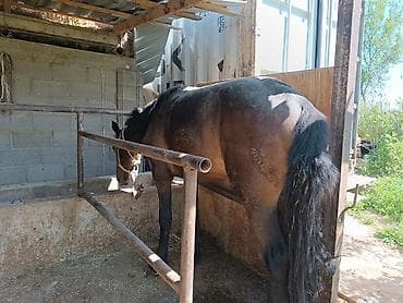 сельскохозяйственные животные продажа: Продаю | Жеребец | Рабочий — 4