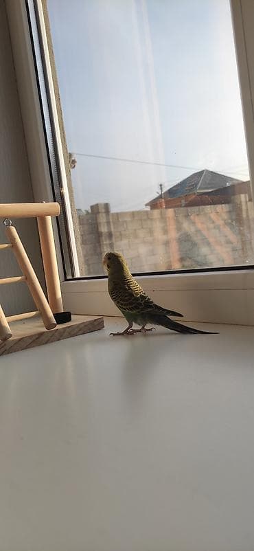 скворечник для птиц: Домик‑клетка для волнистых попугаев с аксессуарами - Металлическая — 2