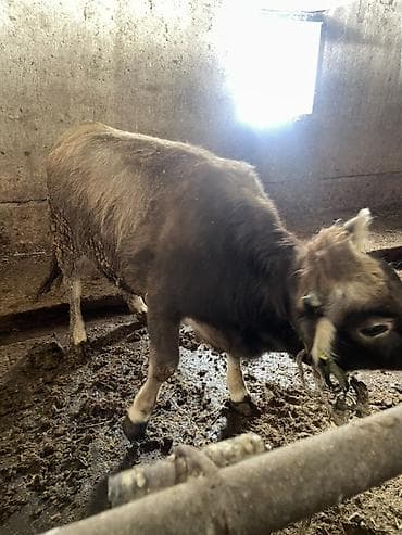 симентал карова: Продаю | Тёлка | На откорм | Отела не было, Привязанные — 8