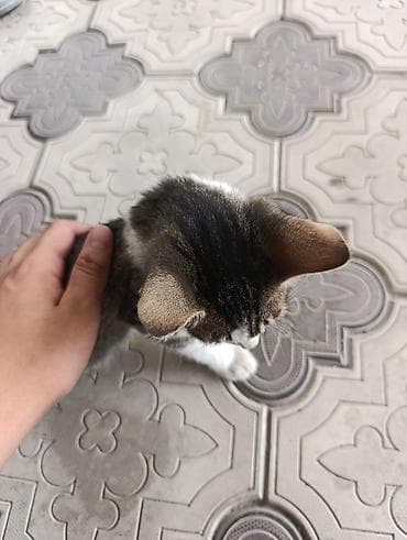 Котёнок, полосатый табби с белыми лапками и белой мордочкой — 5