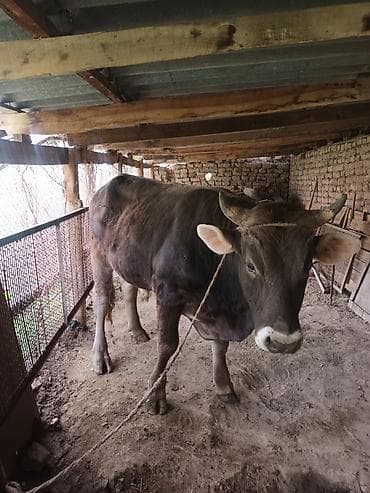 семис тайлар: Продаю | Бык (самец) | Швицкая | Для разведения | Племенные — 1