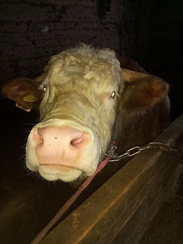 Ветеринар кызматы: Сатам | Бука (эркек) | Симментал | Бордоп семиртүү үчүн, Союуга, Көбөйтүү үчүн — 6