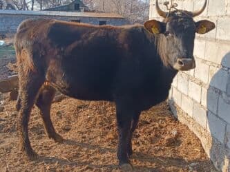 продаю музоо торпок корова самка бык самец айрширская ангус алатауская на забой для разведения на откорм племенные нетель привязанные: Продаю | Корова (самка) | Алатауская | Для разведения, Для молока | Племенные, Стельные — 1