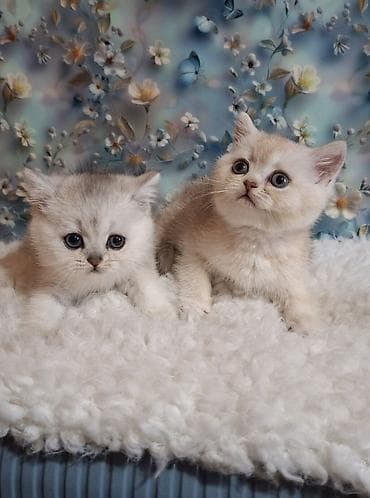 Продажа кошек: Скотиш Страйт (Шотландская прямоухая), 2 месяца, Девочка, Серебристая шиншилла, Приучена к лотку, Проглистована — 4