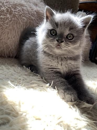 кошка мышык: Британские котята, окраc голубой (blue). Классическая плюшевая шубка — 4