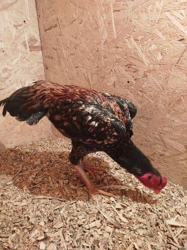 попугай ара бишкек: Дакан короз сатылат алмашу жолдору бар адрес Заря Тынчтык конушу кочо — 1